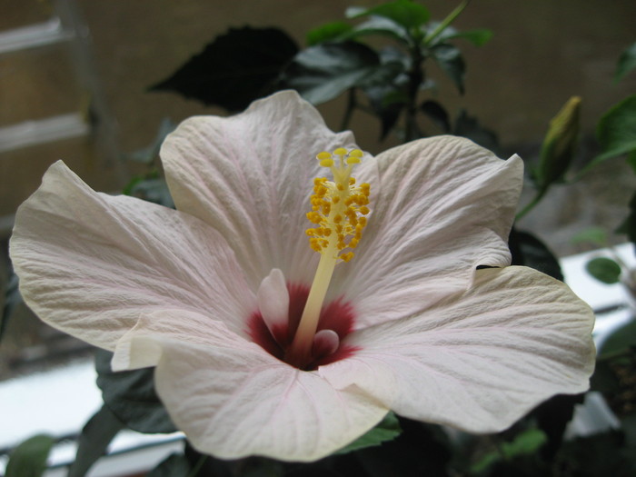 IMG_0531 - hibiscus