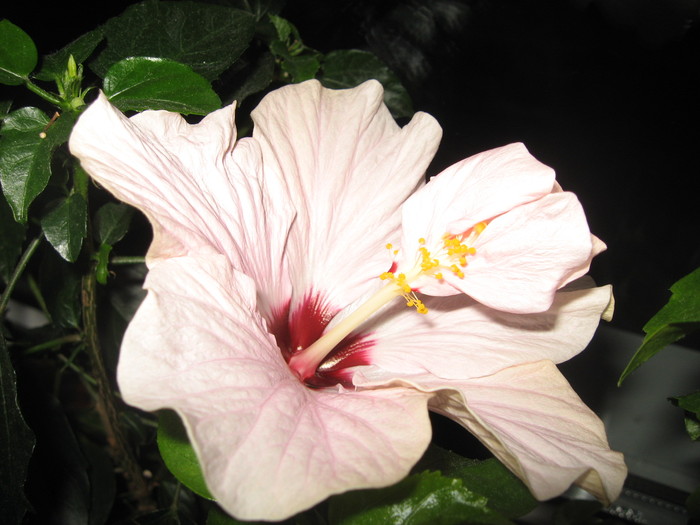 IMG_0545 - hibiscus