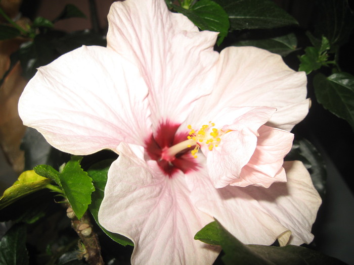 IMG_0546 - hibiscus