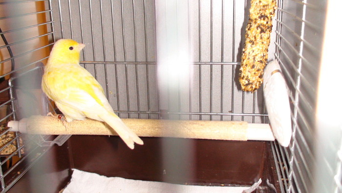 Malinois Waterslag mascul 2010