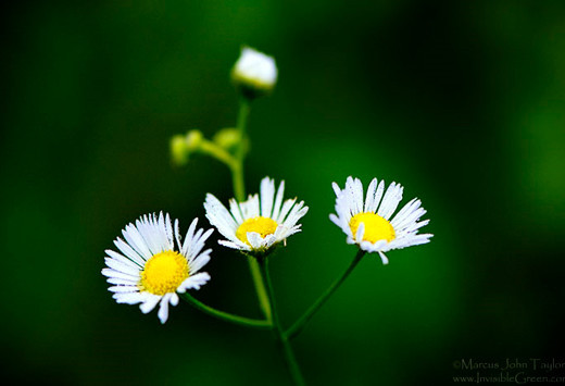 flowers_38 - poze cu flori splendide