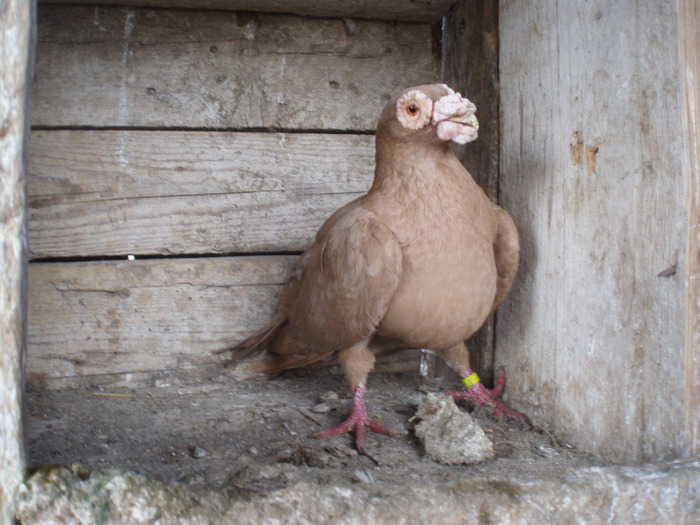 PORUMBOI DRAGON  2007