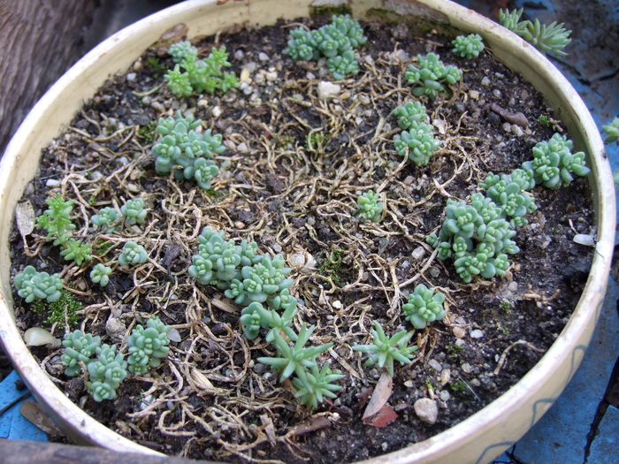 Sedum brevifolium - 11.05.2008 - brevifolium