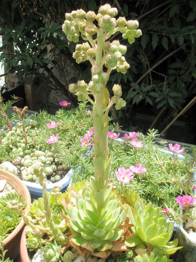 tija florala de S. calcareum - 07.2008; Colectia: Andre
