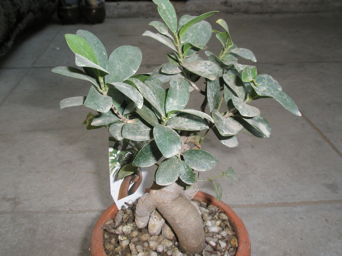 Ficus retusa - 10.2008; Colectia: Andre
