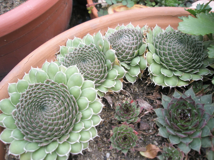 Orostachys verde - 10.2008; Colectia: Andre
