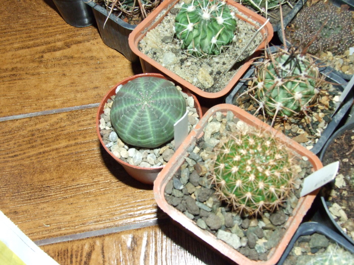 printre cactusi - 1.03.2008; Colectia: Andre
