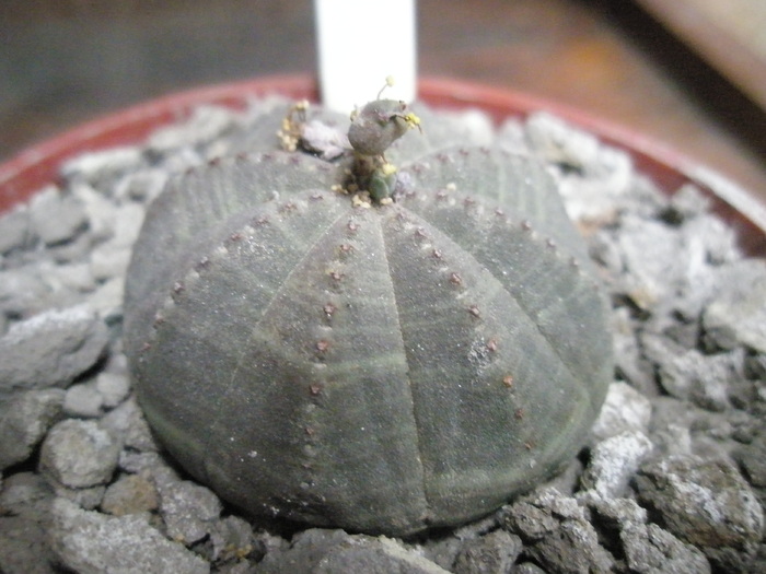 Euphorbia obesa - 10.2008 - obesa