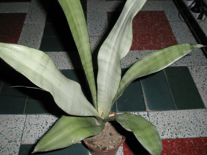 Sansevieria cv. Moonshine - 10.2008 - trifasciata