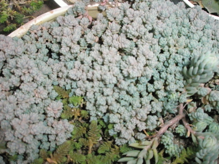 Sedum brevifolium -11.2008; Colectia: Andre
