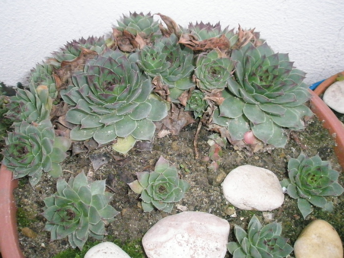 S. calcareum - 11.2008 - calcareum