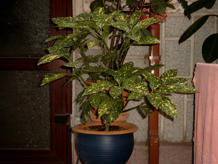 10.2005 - cumparata in 2003 - AUCUBA japonica