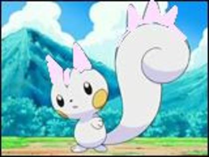 pachirisu shiny convuz!!!!!!!!!! - Album Pentru PachirisuSHINY