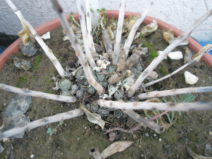 mod de crestere la S. spectabile - 12.2008; Colectia: Andre
