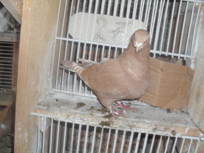 SDC12125 - porumbei americani