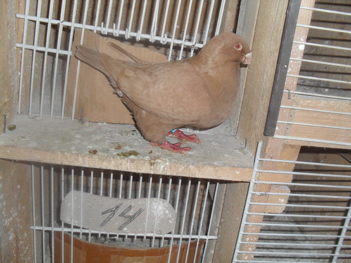 SDC12148 - porumbei americani