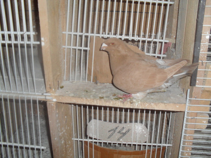 SDC12151 - porumbei americani