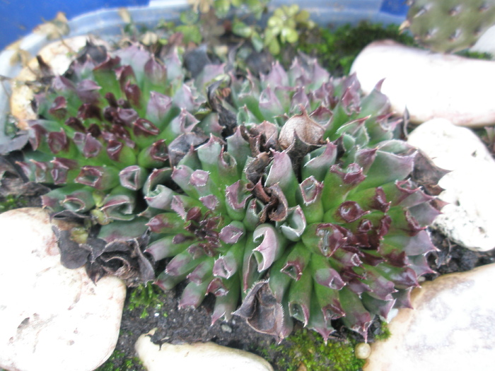 Sempervivum odytii (Brico) - 01.2009 - odytii