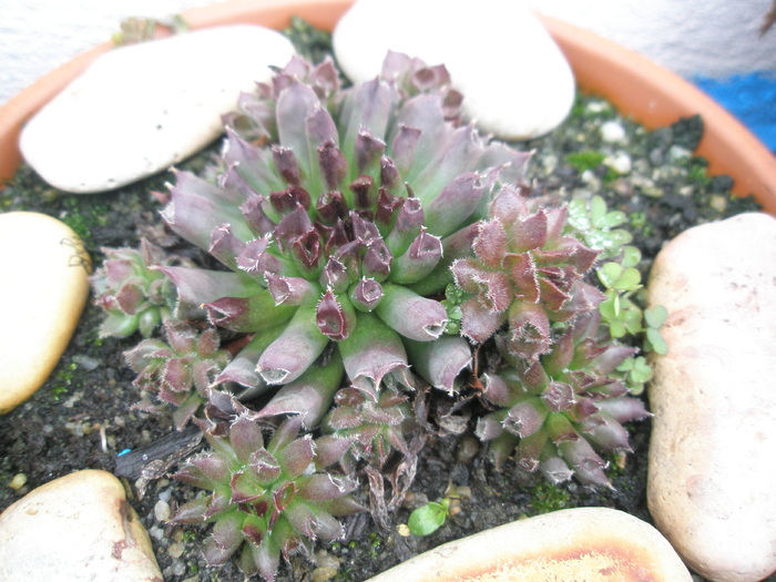 Sempervivum odytii - 01.209 - odytii