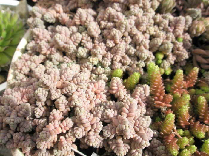 Sedum brevifolium - 11.03.2009; Colectia: Andre
