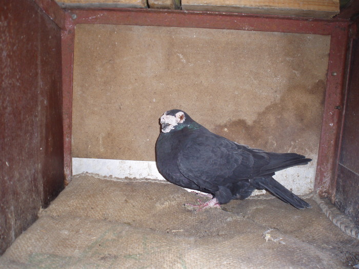 mascul 2010  de vanzare300 l