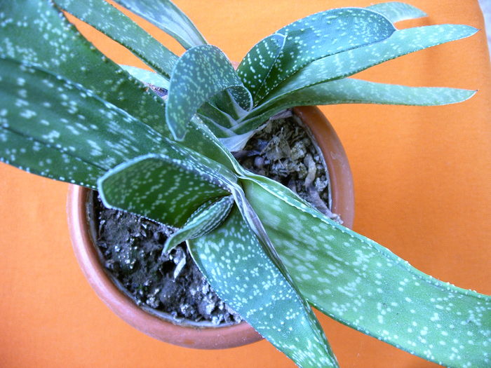 IMAG0008 (2) - Cactusi -suculente