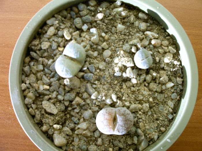 Lithops - Cactusi -suculente