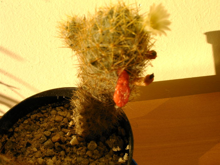 Mammillaria - Cactusi -suculente