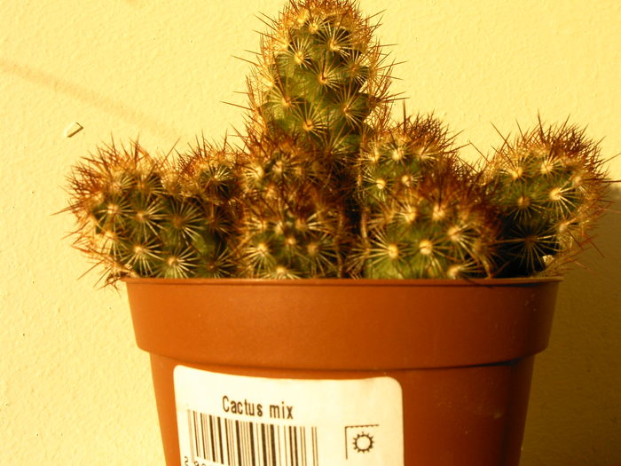 Mammillaria elongata - Cactusi -suculente