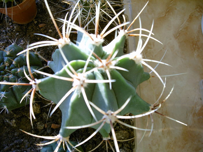 Ferocactus hystrix - Cactusi -suculente