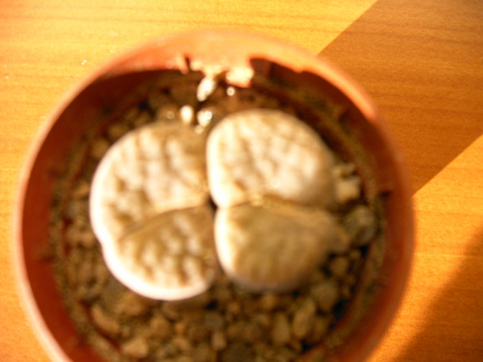 IMAG0023 - Cactusi -suculente