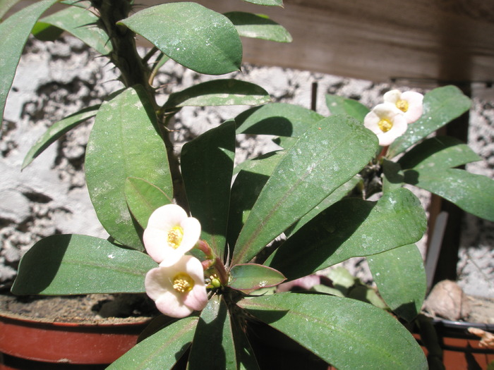 Euphorbia croizatii; Colectia: Andre
