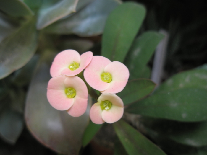 Euphorbia croizatii - 17.05.2009; Colectia: Andre / Dupa ce sta la soare isi modifica culoarea florii spre roz.
