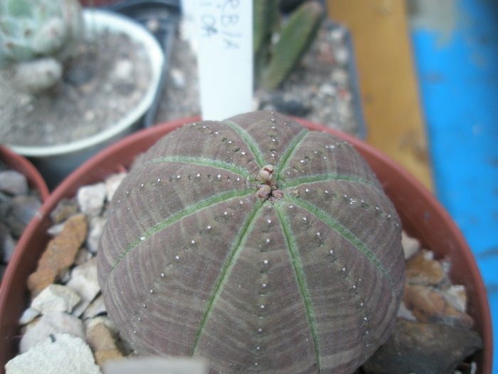 Euphorbia obesa 3 - 06.2009; Colectia: Andre
