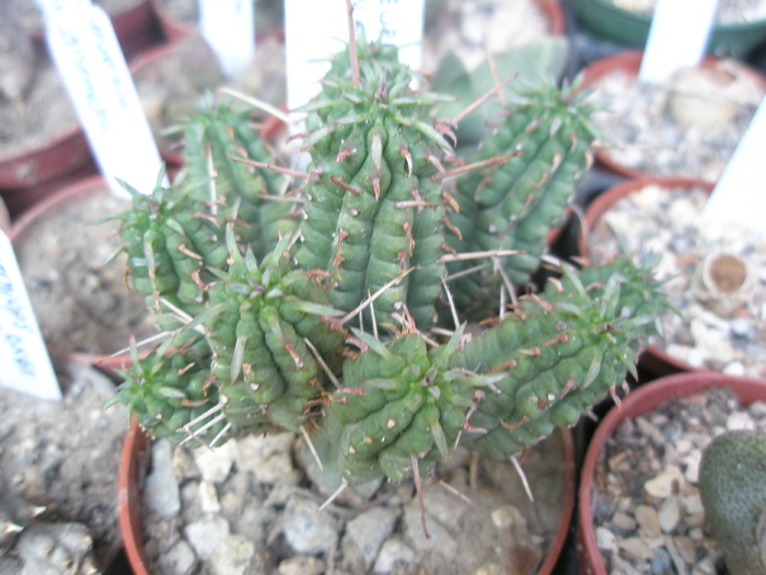 Euphorbia mammillaris - 06.2009; Colectia: Andre
