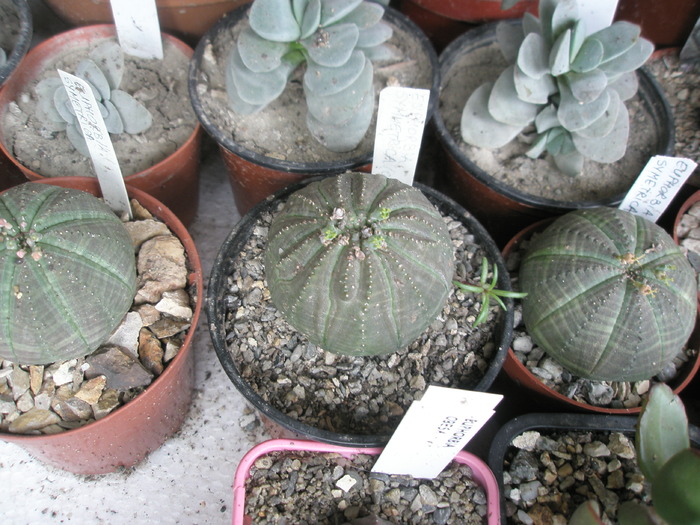 Euphorbia obesa - 10.07.2009; Colectia: Andre
