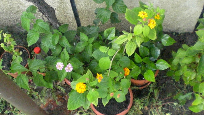 LANTANA - diferite flori