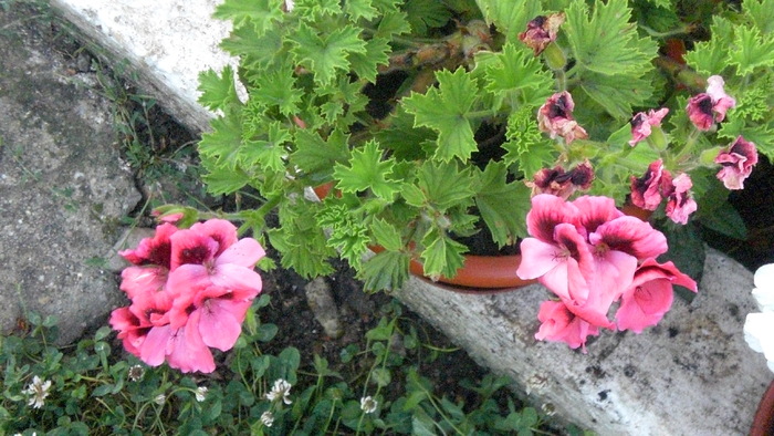 CIMG7117 - diferite flori
