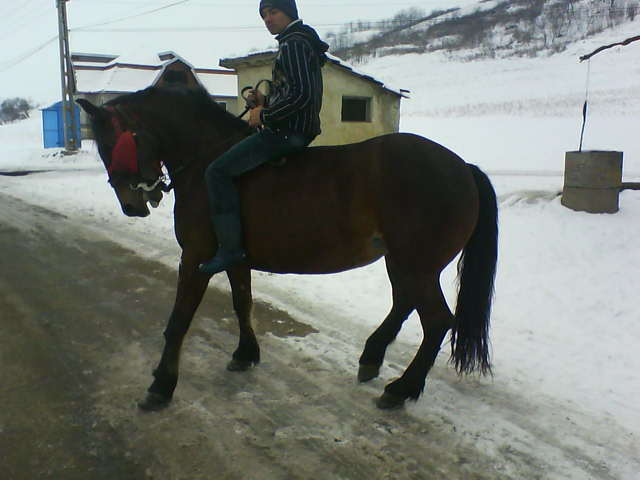 Picture 124 - calul meu