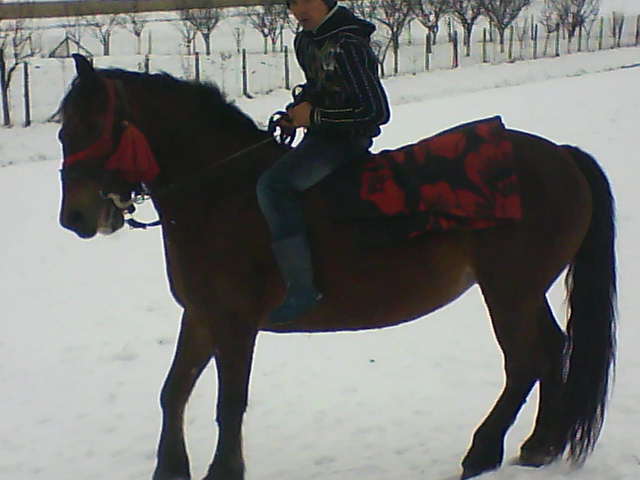 Picture 125 - calul meu