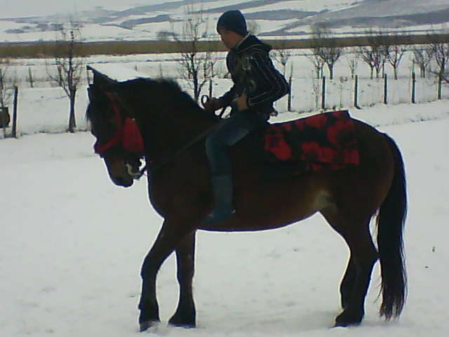 Picture 126 - calul meu