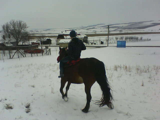 Picture 131 - calul meu