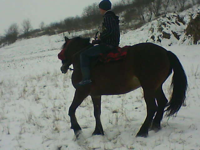Picture 133 - calul meu