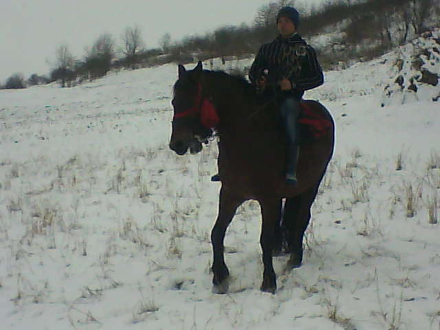 Picture 134 - calul meu