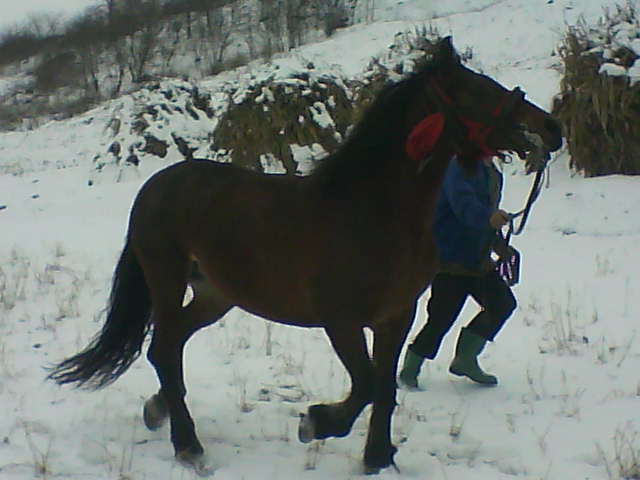 Picture 136 - calul meu