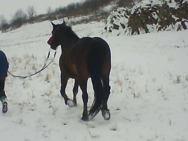 Picture 137 - calul meu