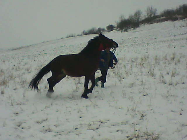 Picture 141 - calul meu