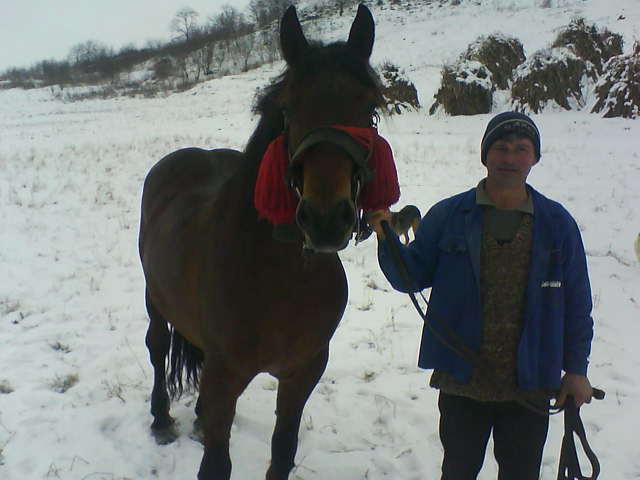Picture 143 - calul meu