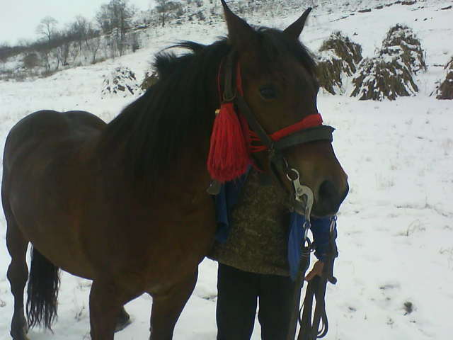 Picture 144 - calul meu