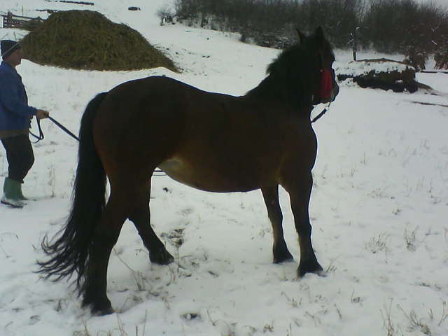 Picture 145 - calul meu